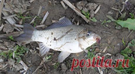 Как поймать карася, если он не хочет клевать. Два моих проверенных способа, которые и вам помогут в бесклёвье | ПОДСЛУШАНО СЕКРЕТЫ РЫБОЛОВА | Пульс Mail.ru Как вынудить карася на поклёвку