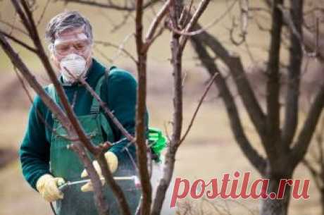 Апрельская программа для садовода 
Готовясь к первому выезду на дачный участок, продумайте план работ по защите сада от болезней и вредителей в соответствии со своими силами и степенью повреждения растений в минувшем году. Профилактич…