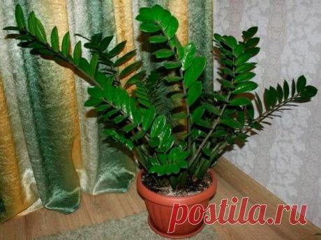 Самый простой и эффективный кондиционер для замиокулькаса. Листья активно растут один за другим | Ирина Полянская | Дзен