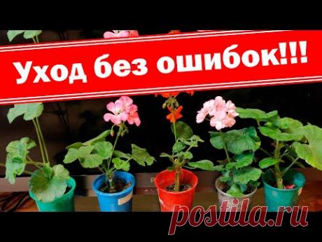 Выращивание герани (пеларгонии) без ошибок. Черенкование герани осенью, уход, полив, температура