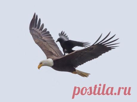 Crow Rides On The Back Of An Eagle - Ultimate Photos by Phoo Chan - 121Clicks.com