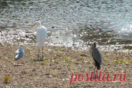 Краснокнижную белую цаплю заметили в компании чаек на берегу Оки. На берегу Оки в черте Калуги заметили краснокнижную белую цаплю. Редкую птицу сфотографировал орнитолог Юрий Галченков. «Большая белая цапля, две серые цапли, около 20-ти больших белоголовых чаек разных возрастов, несколько сизых и озерных чаек на отдыхе. Река Ока, Калуга, район дачи губернатора», — рассказал он.