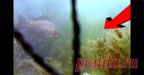 Реакция карася на 3 вида манки. Мартовское глухозимье. Подводная съемка - видео онлайн. Сайт Новосибирских рыбаков Видео: Реакция карася на 3 вида манки. Мартовское глухозимье. Подводная съемка -  бесплатно. Рубрика: Подводные съемки. Добавлено пользователем rybakk в 2018 году. На дворе март, начало весны, а на улице стоят морозы жестче чем зимой. Проверяю реакцию карася на три вида манки в