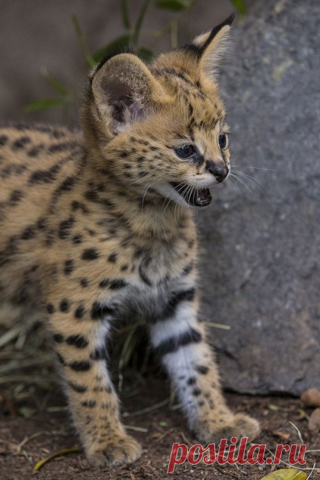 В зоопарке Сан-Диего родился котенок африканского сервала