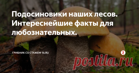 Подосиновики наших лесов. Интереснейшие факты для любознательных. Подосиновиками называют отличающуюся сходными признаками группу видов болетовых грибов из рода Обабок (Leccinum).