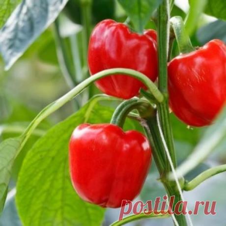 17 гениальных идей для дома, как эстетично скрыть от посторонних глаз неэстетичные бытовые предметы - МирТесен