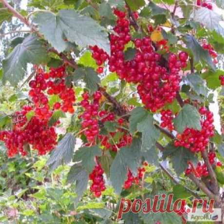 Проблема совместимости: какие деревья и кустарники «не дружат»? - Садоводка