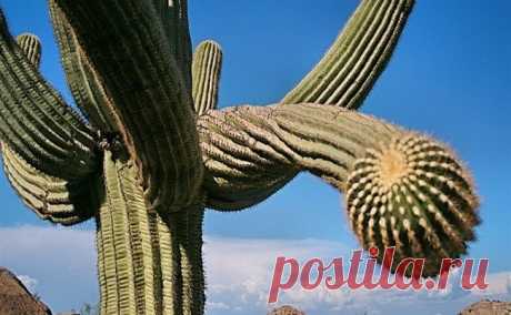 Гигантские кактусы сагуаро в пустыне Сонора - Путешествуем вместе