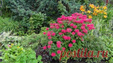 Монарда (44 фото): лимонная, дудчатая, двойчатая, посадка, уход в открытом грунте, лечебные свойства и противопоказания