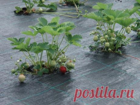 (+1) - ЧТО ТАКОЕ АГРОВОЛОКНО. ПРИМЕНЕНИЕ В ЛАНДШАФТНОМ ДИЗАЙНЕ | ОГОРОД БЕЗ ХЛОПОТ