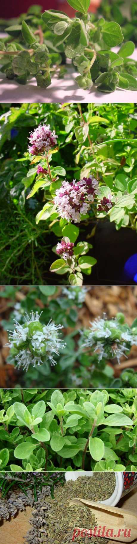 Душистый майоран.Посадка,уход,уборка,сорта.
По запаху майоран близок к душице и тимьяну. Майоран используют в сухом и свежем виде как приправу к мясным и овощными блюдам, консервам, напиткам. Как и многие пряные травы, майоран попал к нам из Средиземноморья. Это многолетнее растение, но в наших широтах выращивается чаще как однолетник. Майоран делится на листовой и цветочный. У нас распространена цветочная разновидность, а листовая популярна в южных странах.