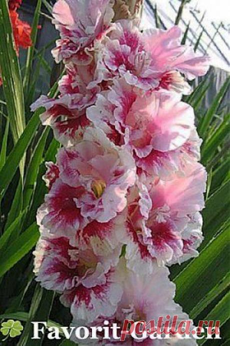 ЧЁРНАЯ БУЗИНА КАШЕЛЬ УЙМЁТ, ОЛИВКОВОЕ МАСЛО КАМНИ УБЕРЁТ | Советы Народной Мудрости