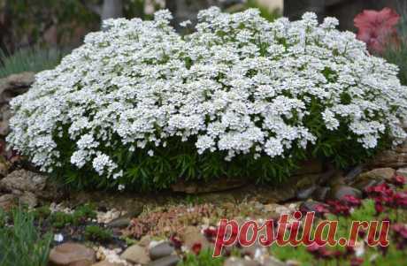 Как посадить иберис на дачном участке уход и фото — дом и быт Всё про чистку вещей, дома и офиса. Как почистить квартиру, машину, золото, серебро, дом, мех, зеркало и многое другое...