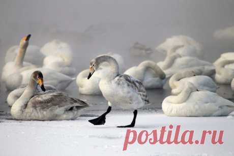 Алтайское лебединое озеро