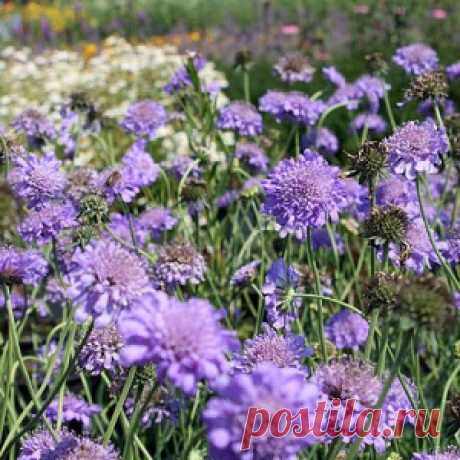 Что такое скабиоза