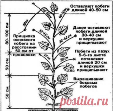 Нужно ли вообще прищипывать огурцы? | 6 соток
