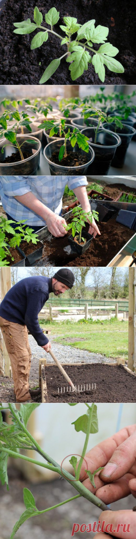 Выращивание томатов в открытом грунте - Ботаничка.ru