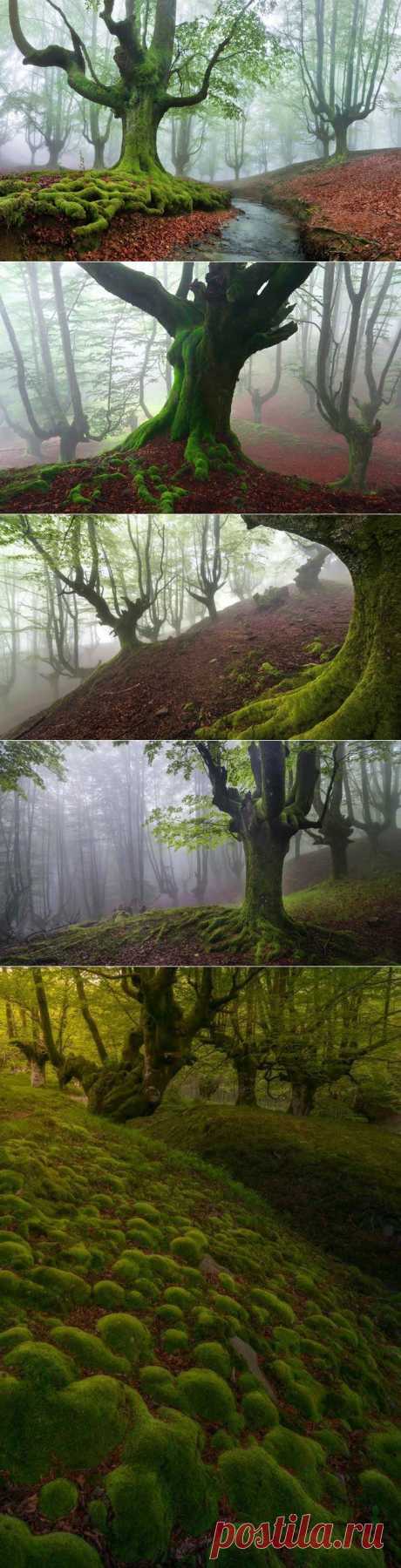 Мистический лес Страны басков | Изюминки