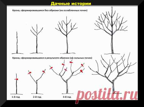 Завершаем дачный сезон: какие растения нельзя обрезать осенью, о каких проблемах можно судить по коре деревьев, самые важные дела на участке | Дачные истории | Дзен