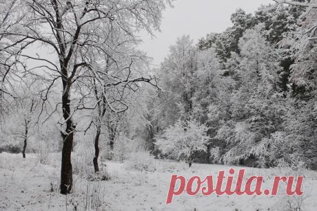 В любимом парке - первый снег...