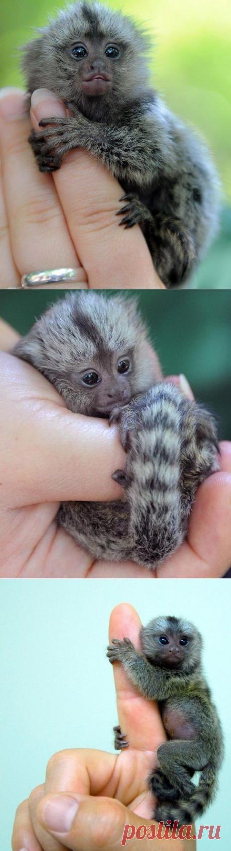 Мармозетка — самая маленькая в мире обезьянка.
>>>>>>>