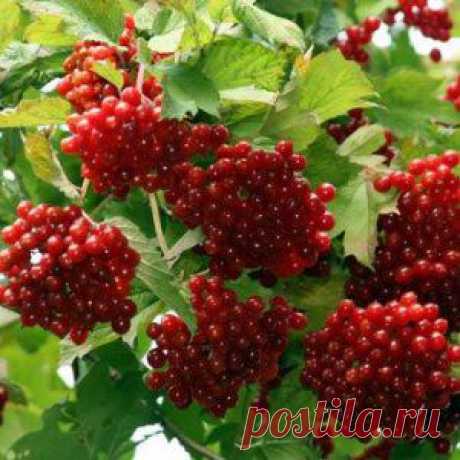 Усадьба | Садовод : Эффективный метод борьбы с тлей