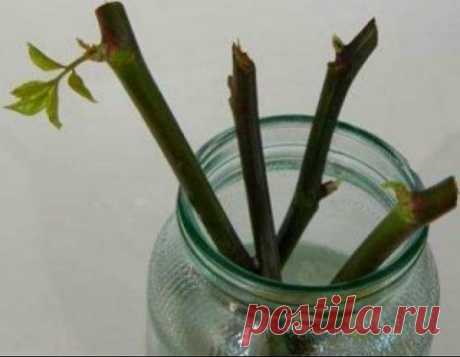 Как правильно укоренять черенки роз + уникальный рецепт "чудо-средства" | 4 Сезона огородника | Яндекс Дзен