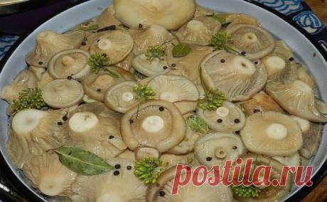 8 ВКУСНЫХ РЕЦЕПТОВ ЗАСОЛКИ ГРУЗДЕЙ!