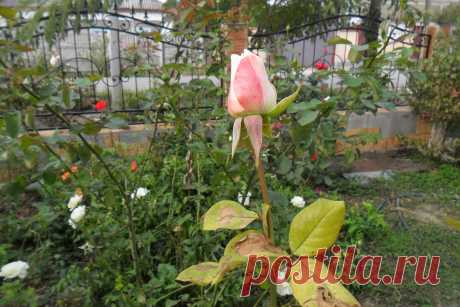 Розы в октябре.