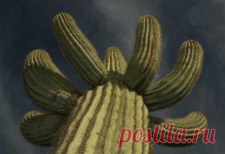 Гигантские кактусы сагуаро в пустыне Сонора - Путешествуем вместе