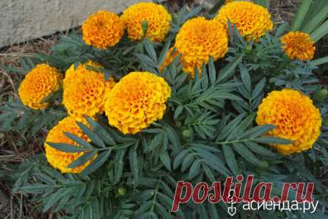 Бархатцы. Имеретинский шафран.: Дневник пользователя Татьяна Векленко