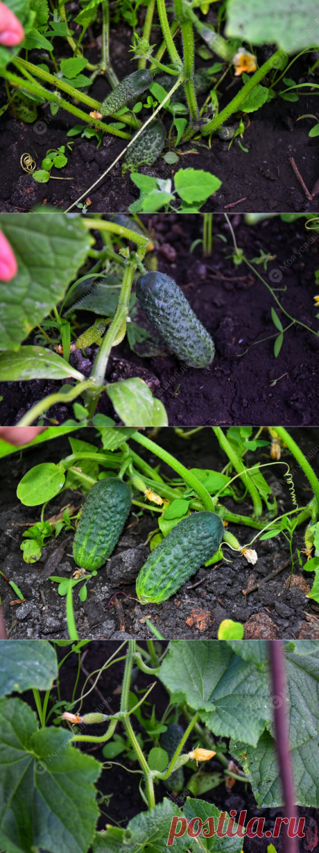 Самые лучшие Удобрения для подкормки Огурцов в Июне, чтобы они быстрее росли и давали отличный Урожай | Моя успешная дача | Яндекс Дзен