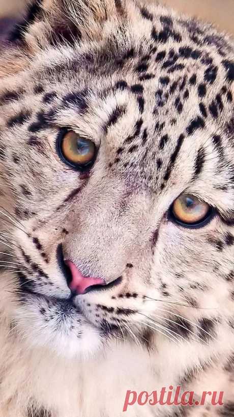 Пин от пользователя Регина Гуржий на доске животные (с изображениями) Снежный барс, Милые животные, Кошачий арт в Яндекс.Коллекциях