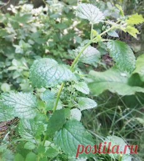 Мелисса в виде настоя применяется для улучшения пищеварения, как противосудорожное и болеутоляющее средство при различных невралгиях, головной боли, малокровии, для лечения сердечно-сосудистых заболеваний