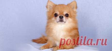 Все самое интересное о чихуахуа. Продажа щенков. Кобели для вязки девочек чихуахуа.