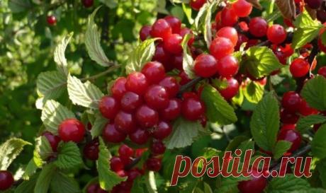 Войлочная вишня: как ухаживать за маленькой обитательницей сада