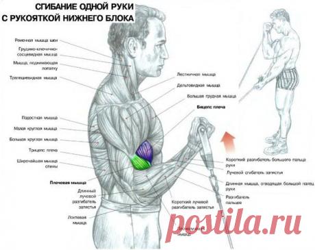 Блочные тренажеры: Да или Нет? / Спорт Сильных!
