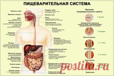 Табличка про пищеварение.