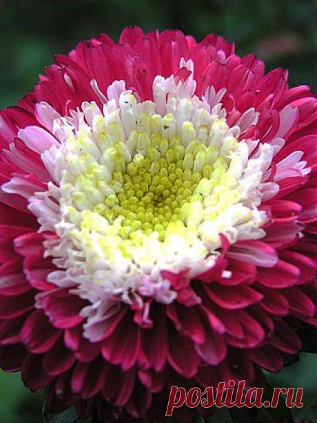 Легенды цветочного гороскопа. Астра ( 13 сентября – 22 сентября)