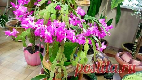 Какой уход любит декабрист? Рассказываю как правильно ухаживать за этим растением от а до я. Все о подкормке, поливе и уходе за декабристом.
