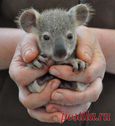 Прелестные малыши в ладошках (25 фото)