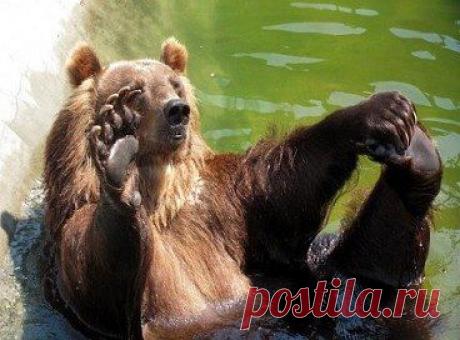 ВСЁ ЛУЧШЕЕ ИЗ You Tube (16 плюс) - Людмила Костарева (Кандыбина) добавила 10 фотографий E ³ объявление ² альбом (!). ДИКИЙ ЖИВОТНЫЙ мира ПРАВИЛА: Логин ...