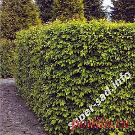 Живые изгороди – защита от шума. | Супер сад