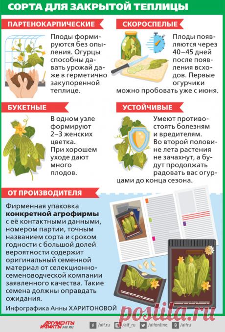 Огурцы для теплицы. Подбираем правильные сорта | Огород | Дача | Аргументы и Факты