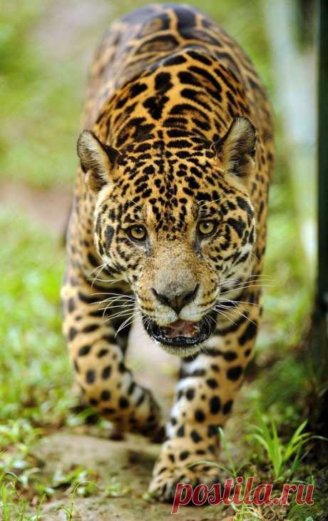 Опасная красота