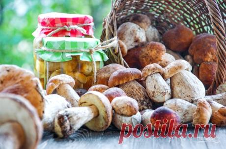 С грибами круглый год! Консервируем, замораживаем, сушим и солим - Статьи на Повар.ру