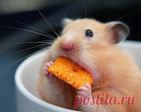 Если бы у жадности было лицо)