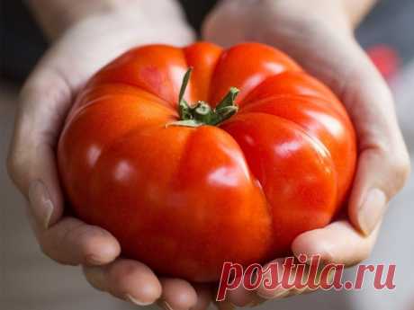 Лучшие сорта томатов 2021 с описанием и характеристиками: самые вкусные, урожайные, для теплиц и открытого грунта - Почва.нет