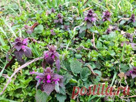 Мерзотка
Вообще-то это растение с милыми розовыми цветчками называется яснотка пурпурная. Мерзотка - это мое определение.
Появились эти цветочки у нас на участке прошлой весной, не знаю, каким ветром их занес…