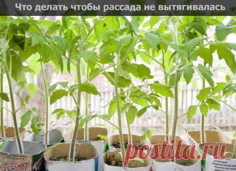 Что делать чтобы рассада не вытягивалась и была крепкой: видео